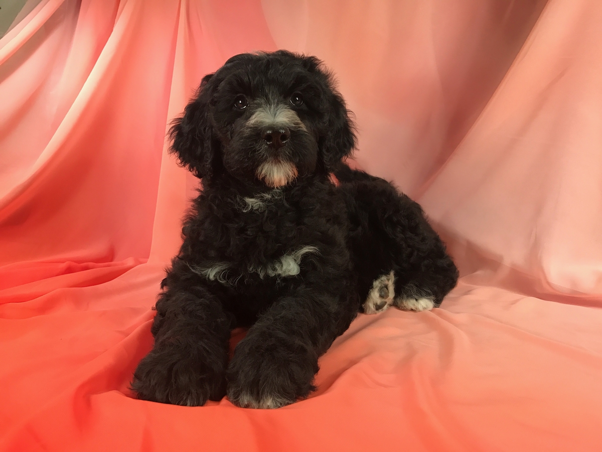 Ready Now-Black and White Female Miniature Bernedoodle Puppy